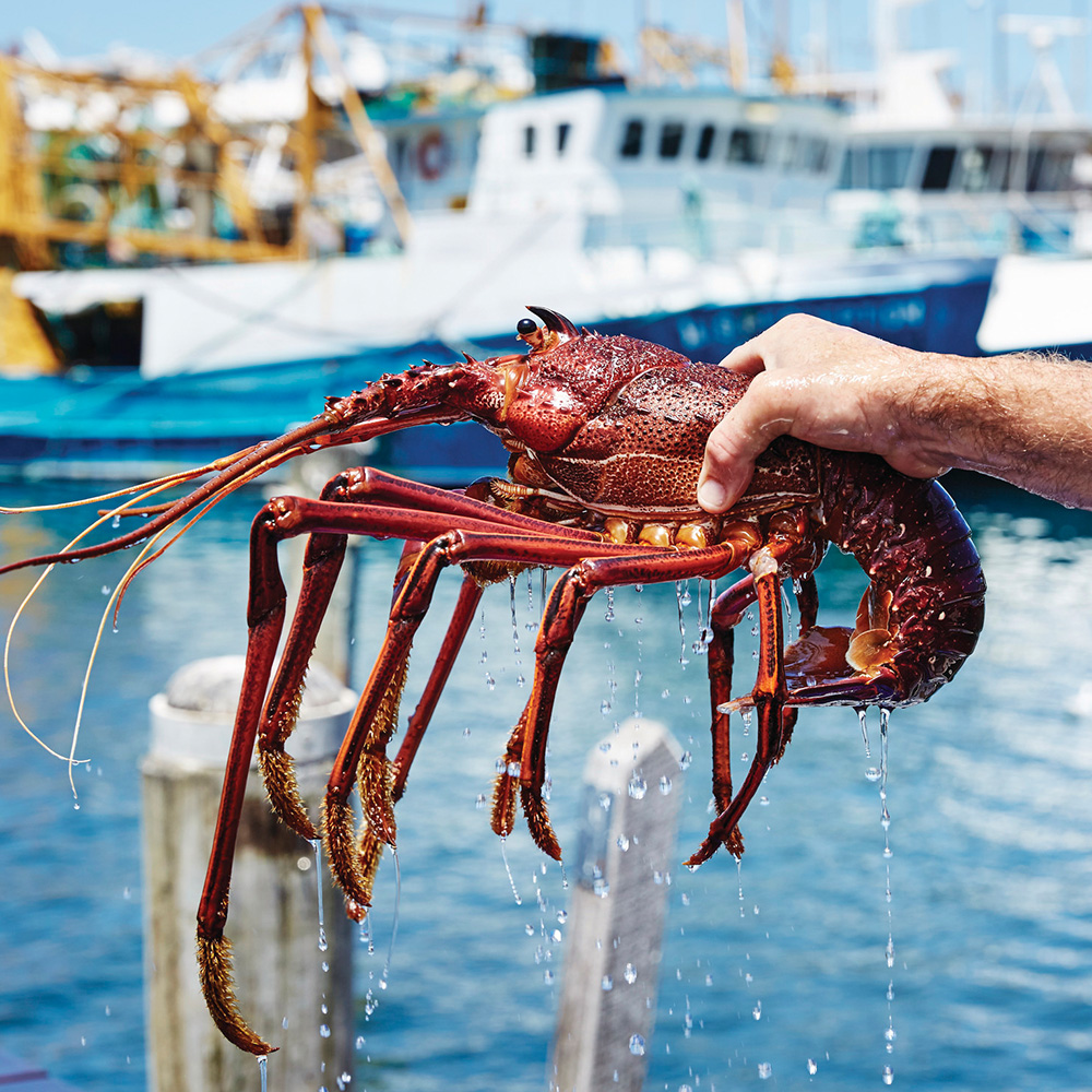 geraldton fishing tours